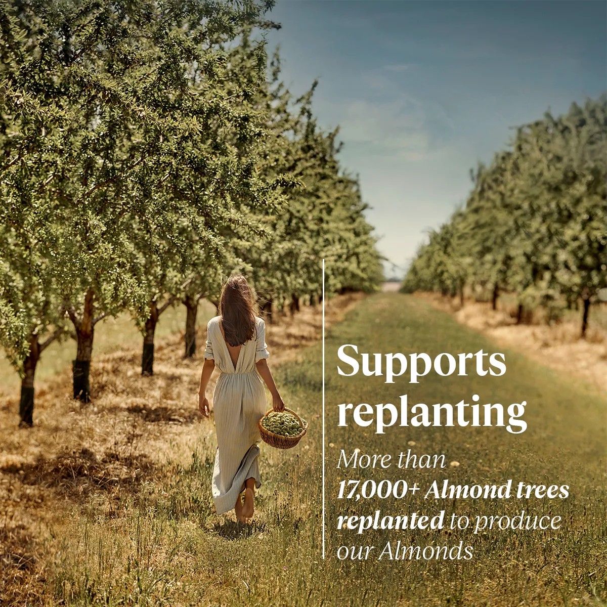 Almond Shower Oil