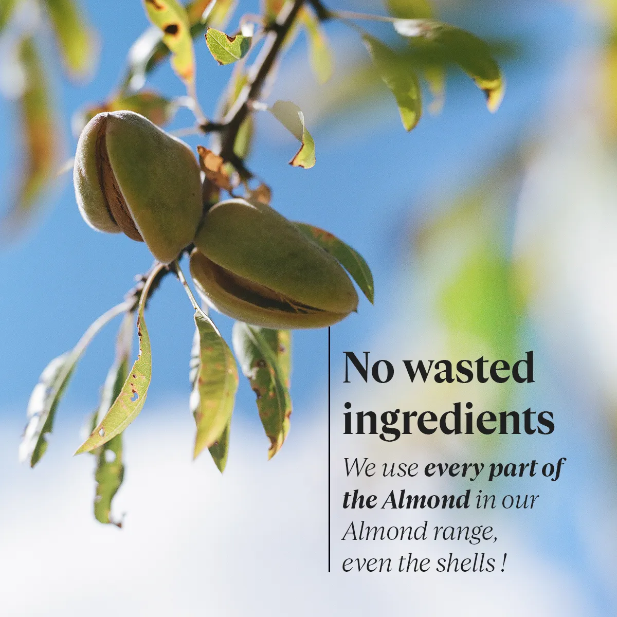 Almond Shower Oil