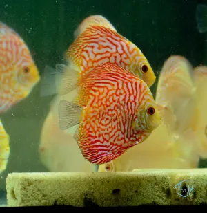 DISCUS PIGEONBLOOD *Symphysodon aequifasciatus* 4"