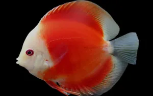 DISCUS RED MARLBORO *Symphysodon aequifasciatus* 3"