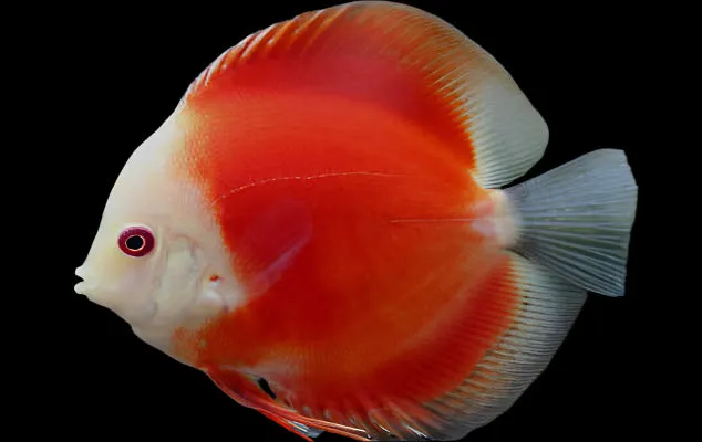 DISCUS RED MARLBORO *Symphysodon aequifasciatus* 3"