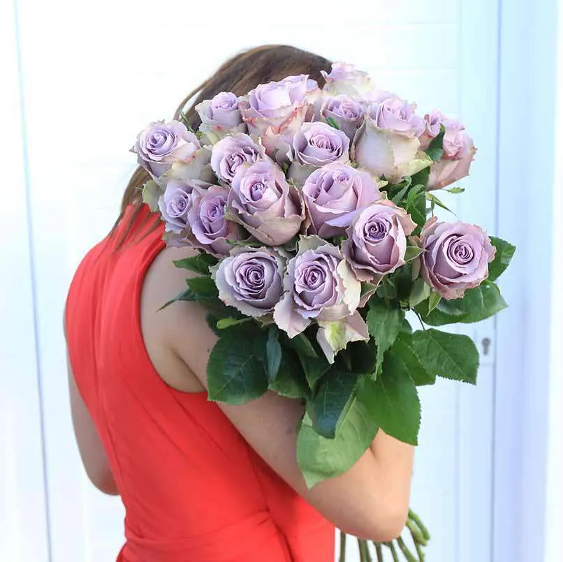 Lavender Roses