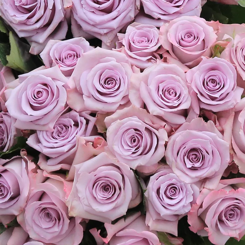 Lavender Roses
