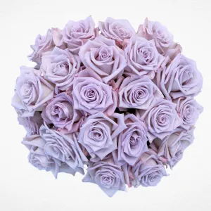 Lavender Roses