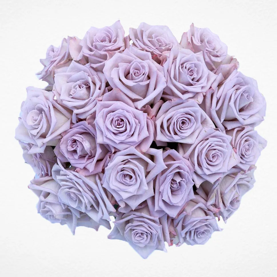 Lavender Roses