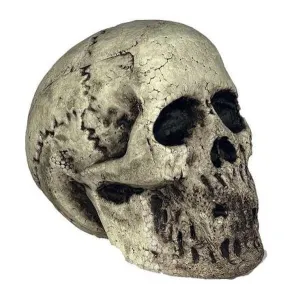 Rotting Skull